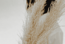 مشروع ساويرس الساحل الشمالي